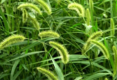 狗尾巴叶,神秘植物的秘密与价值