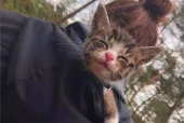 微密猫免费版,揭秘高效私密文件管理新体验