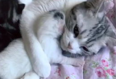 相扑猫的微密免费看,创意资源宝库，粉丝共享的时尚之旅